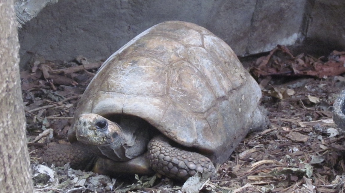 Tortoise ID?