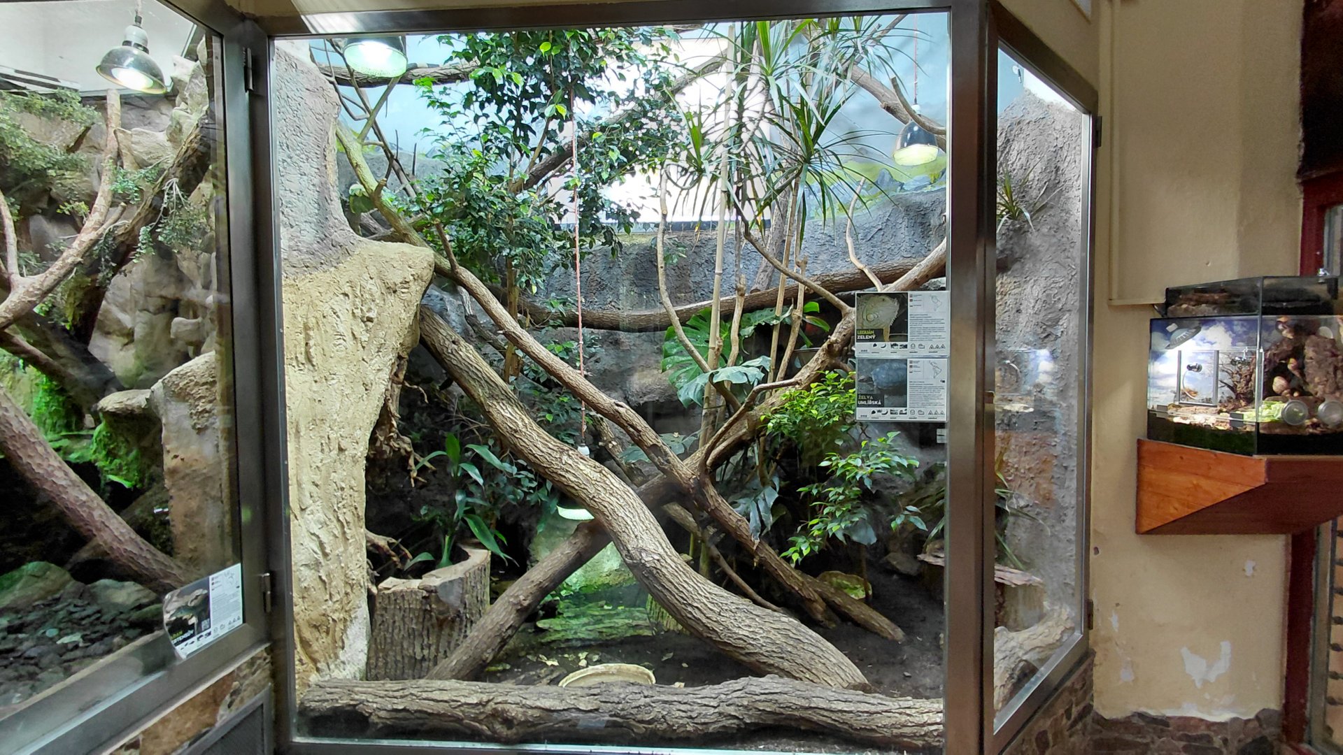 Tortoise + iguana exhibit