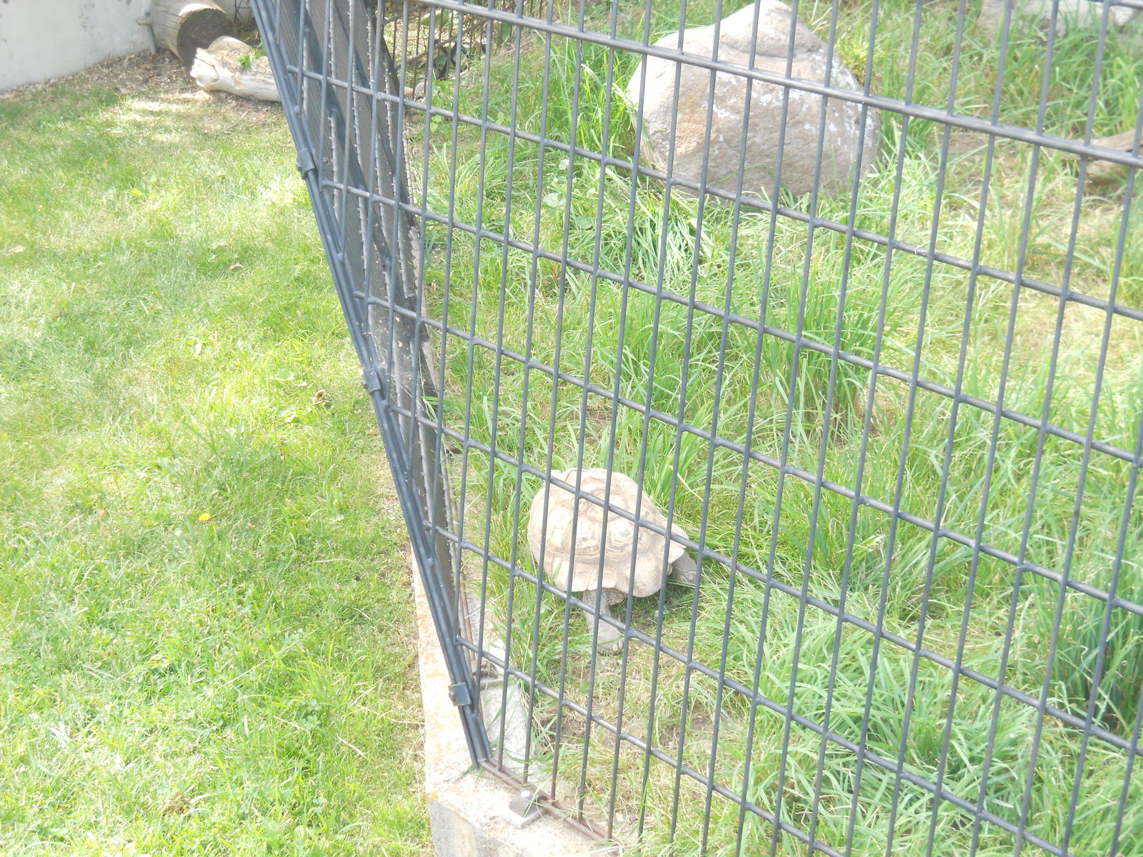 Tortoise in cage