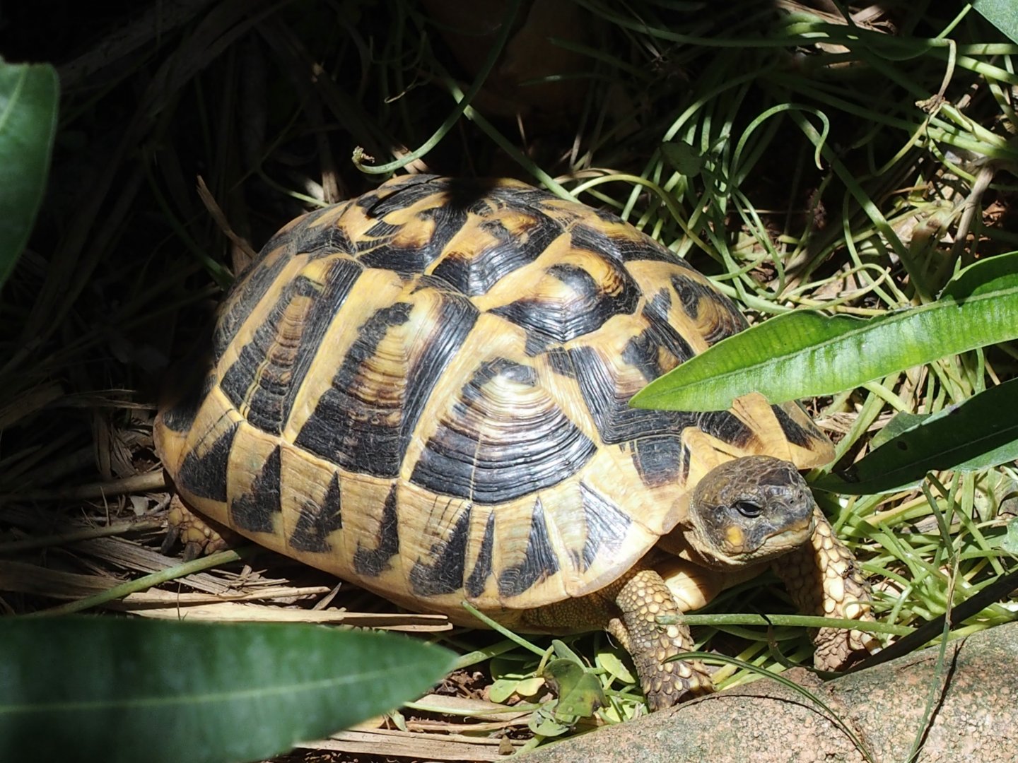 Tortoise in garden Menorca 16th may 17