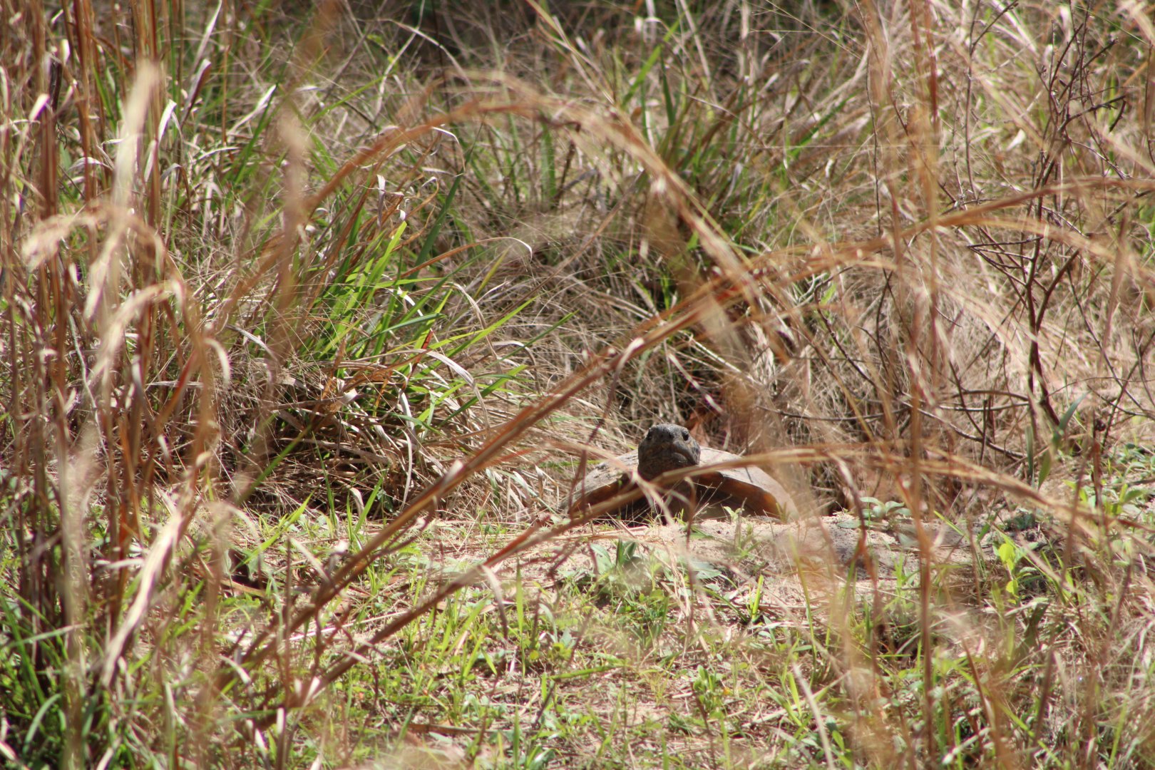 Tortoise in the Grass (Gopherus polyphemus)
