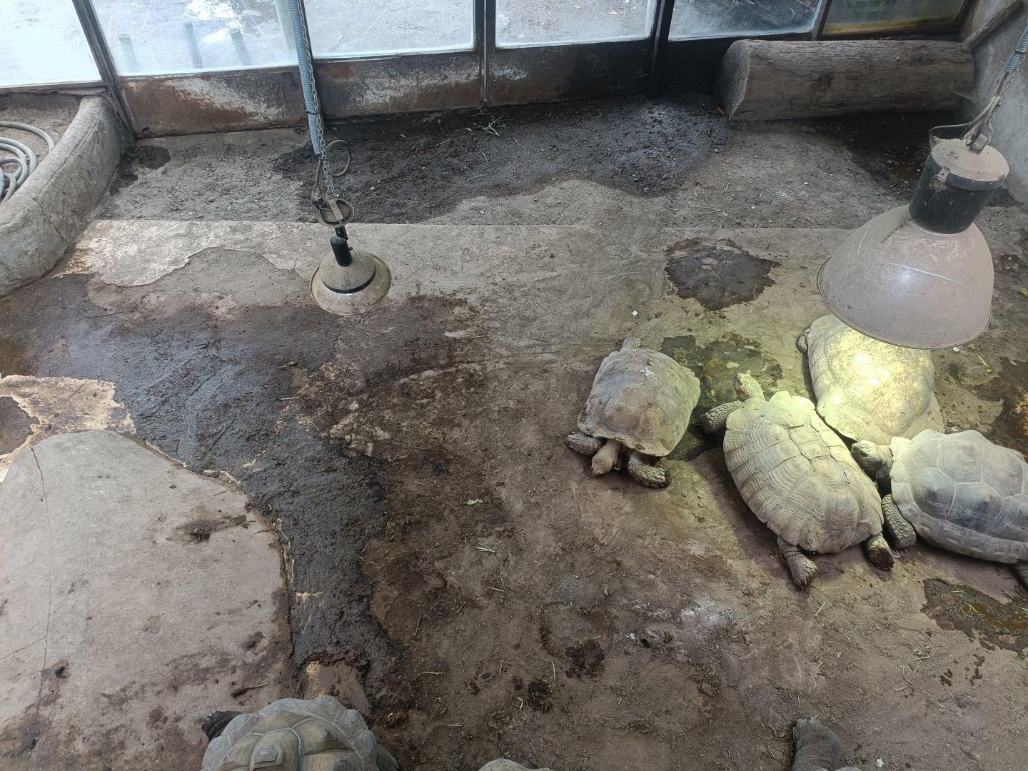 Tortoise indoor exhibit