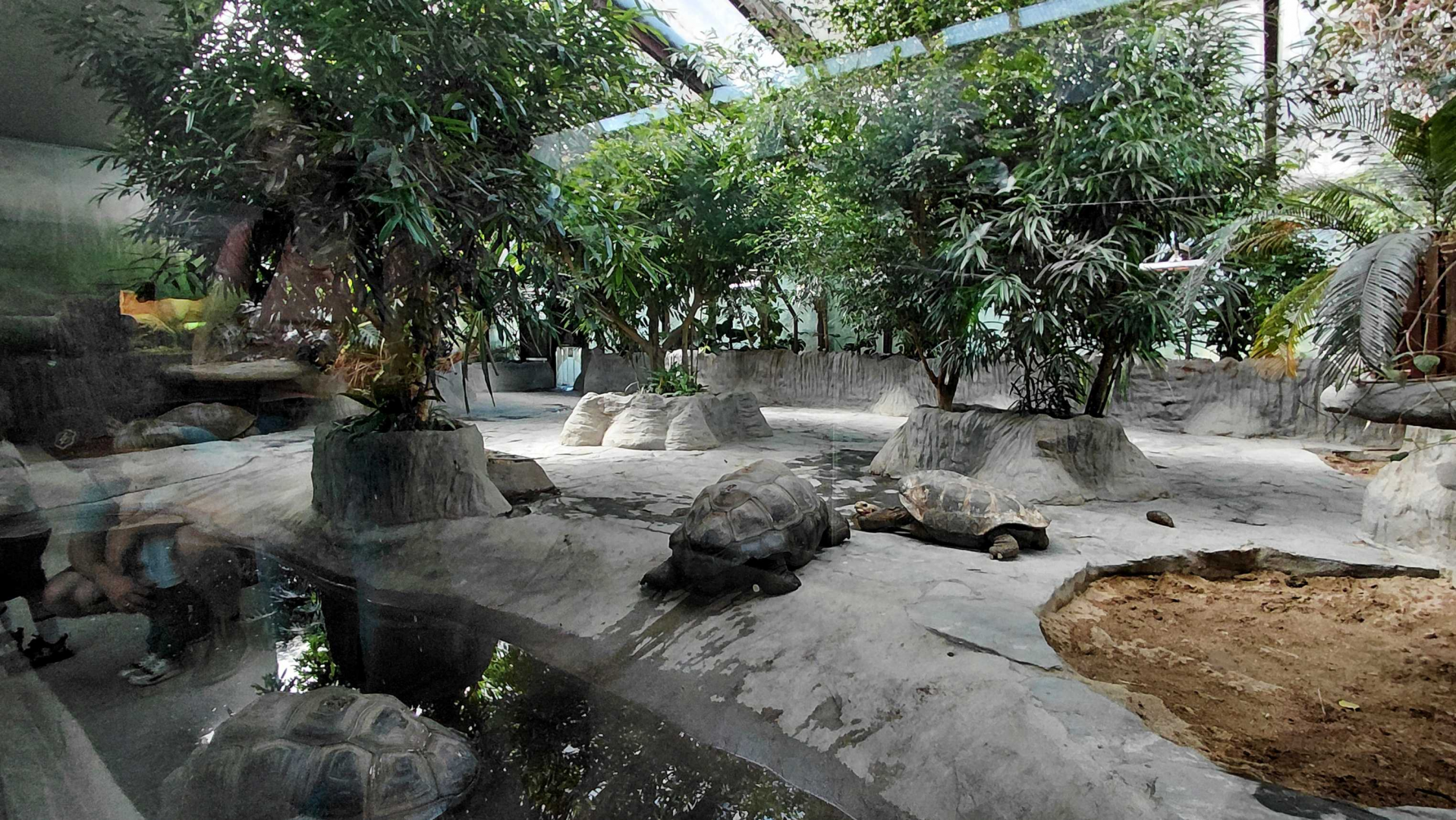 Tortoise indoor exhibit