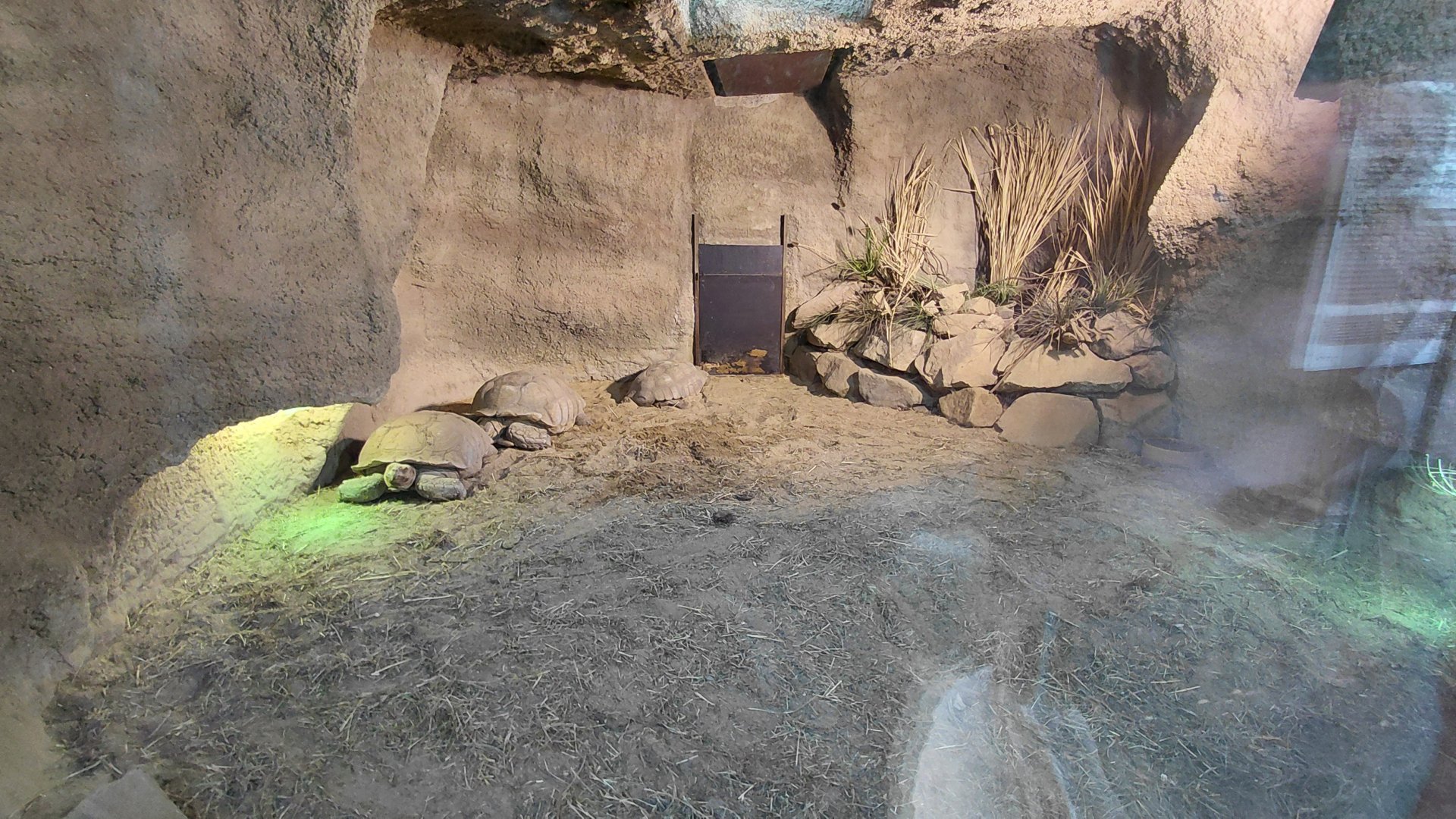 Tortoise indoor exhibit