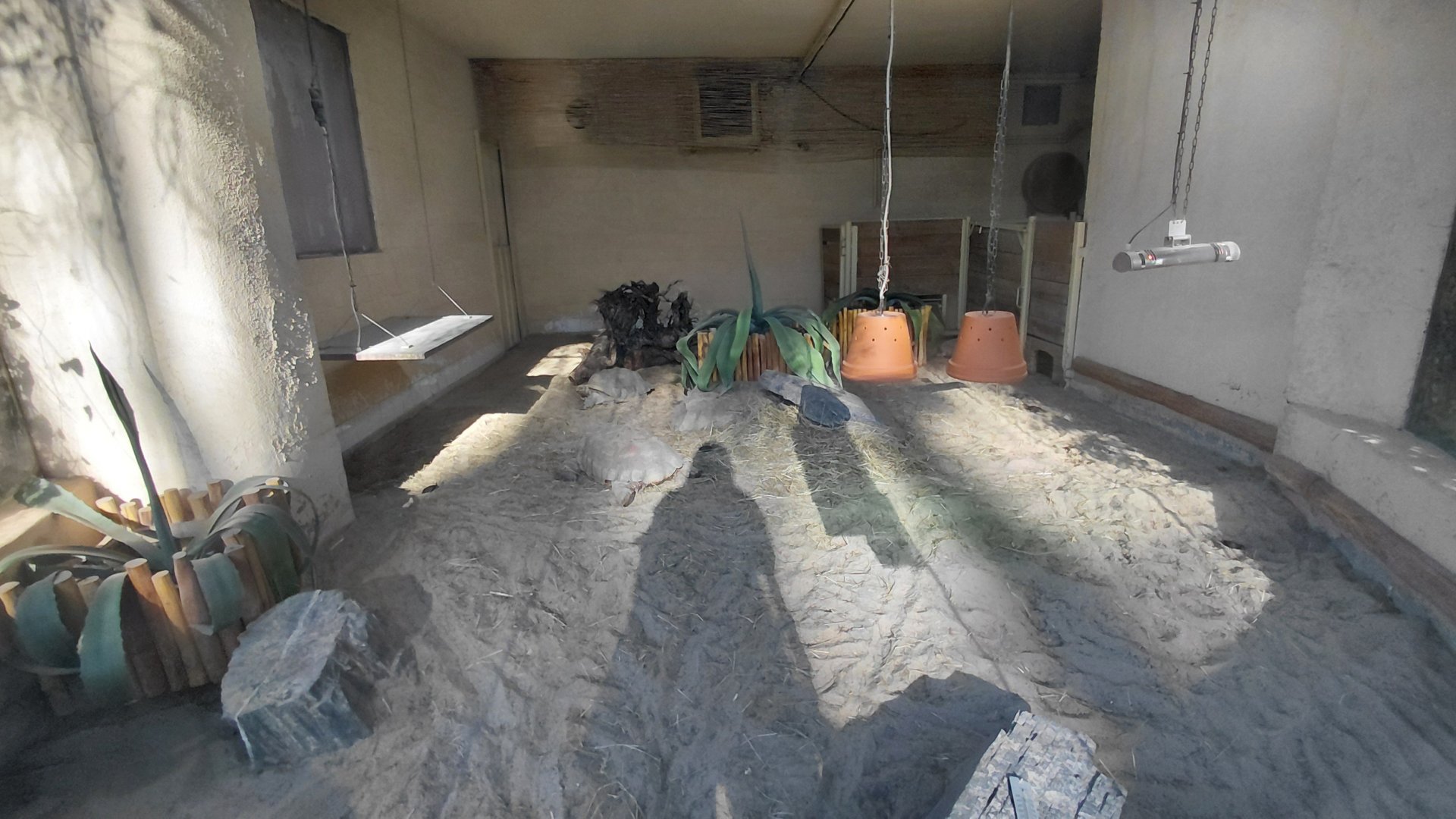 Tortoise indoor exhibit