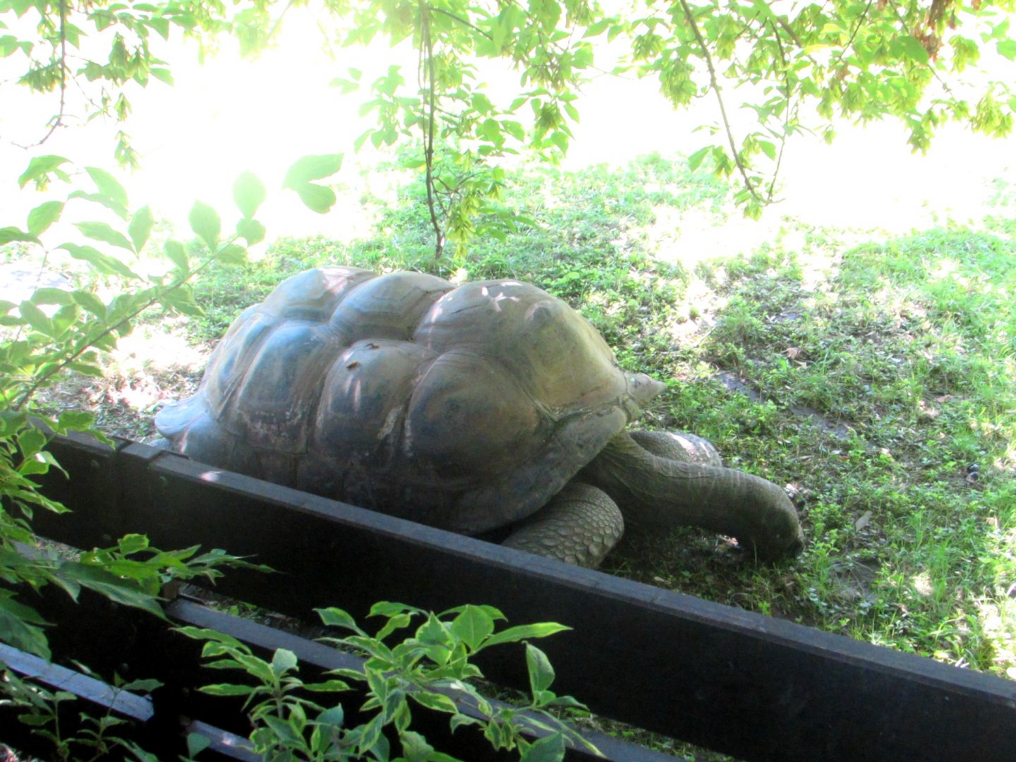 Tortoise - July/2017