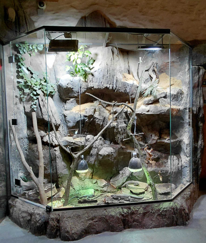 Tortoise + lizard exhibit