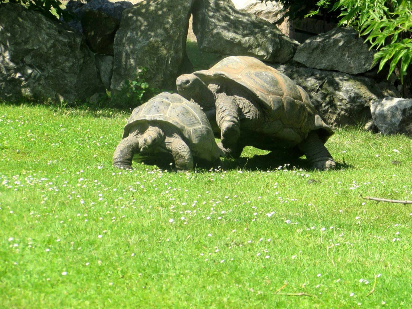 Tortoise love game - July/2017