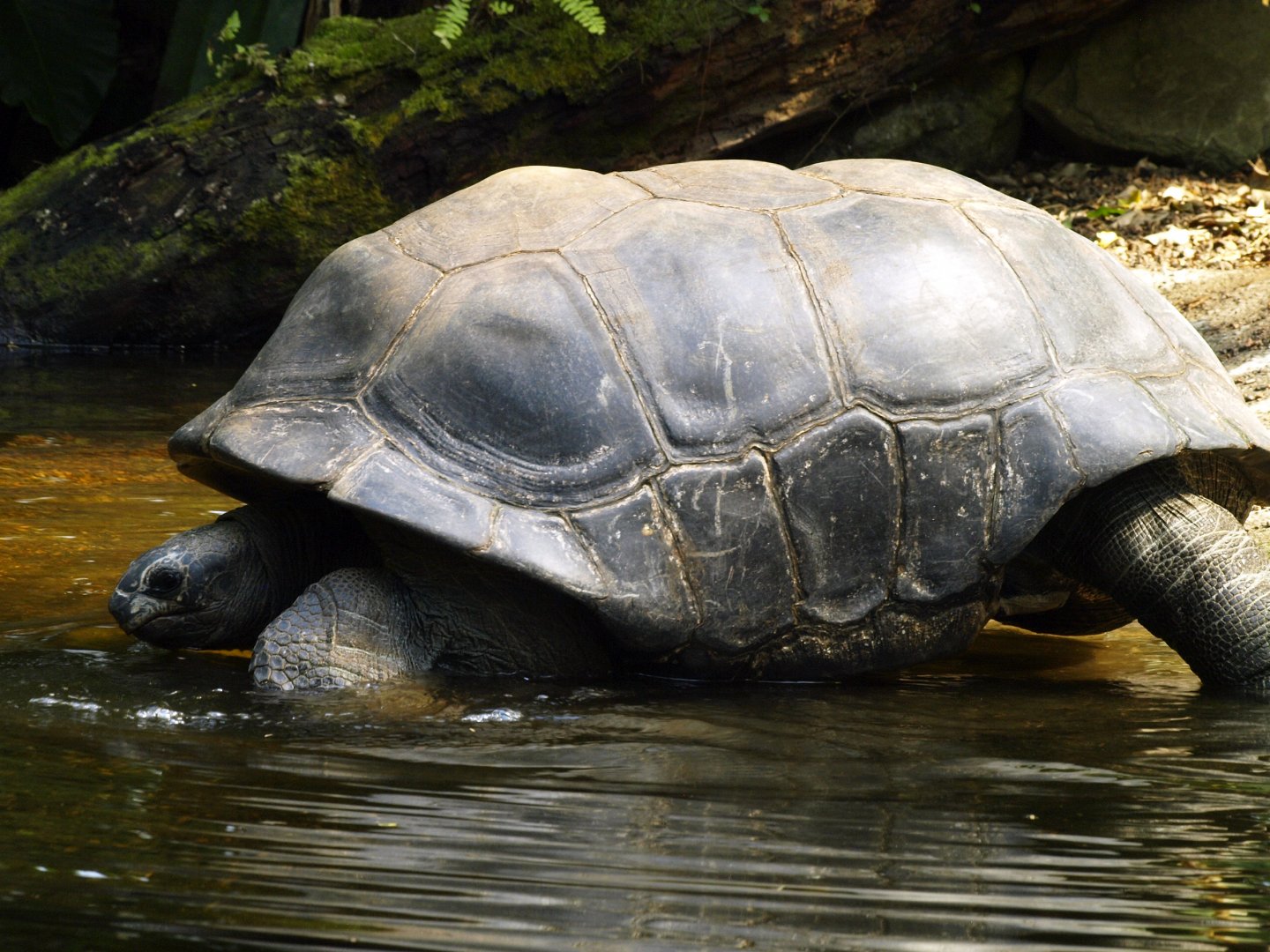 Tortoise Masoala hall (species?)