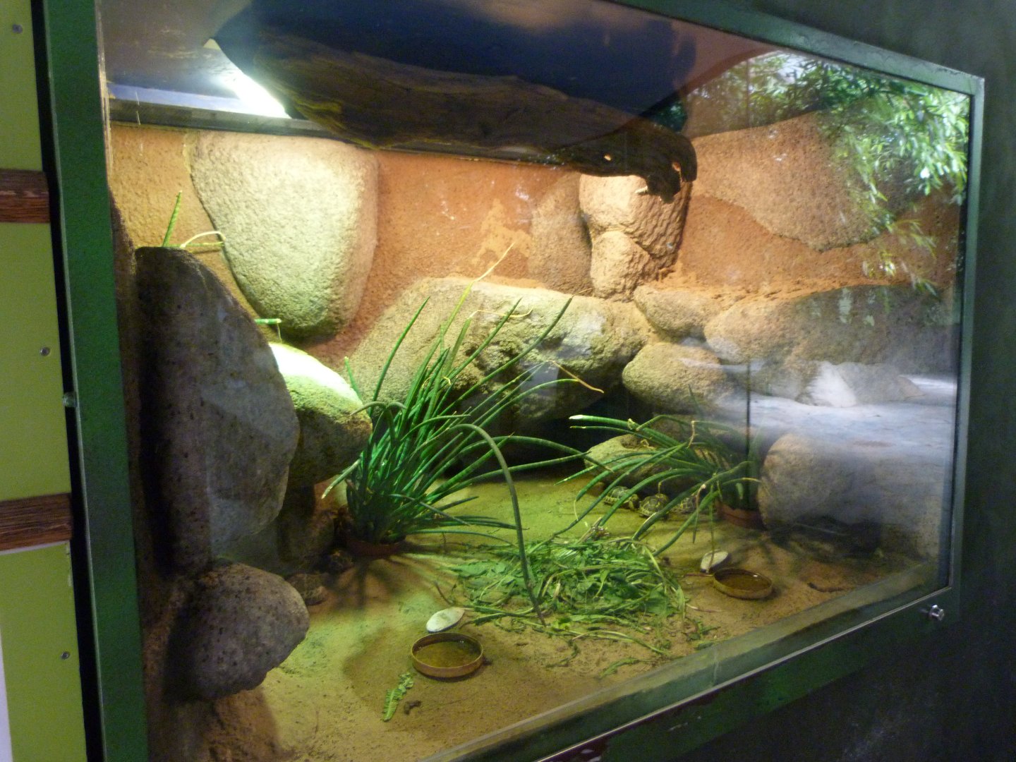 Tortoise nursery -Zoo Praha (2025)