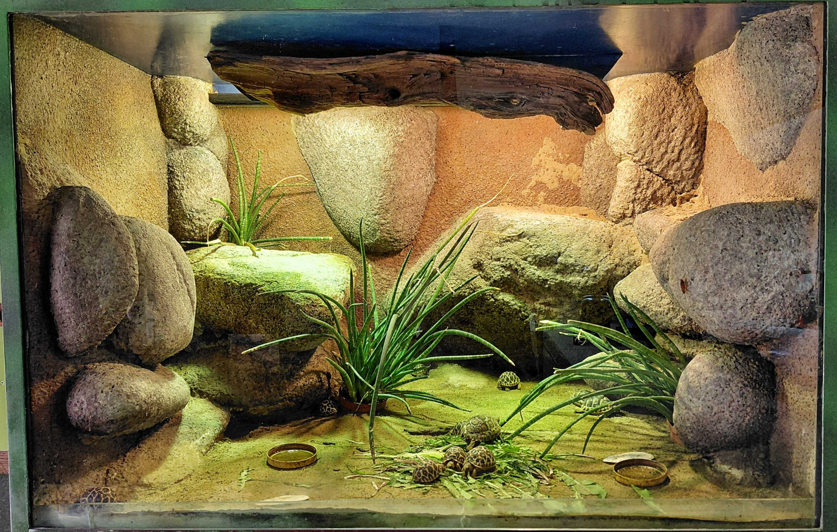 Tortoise nursery