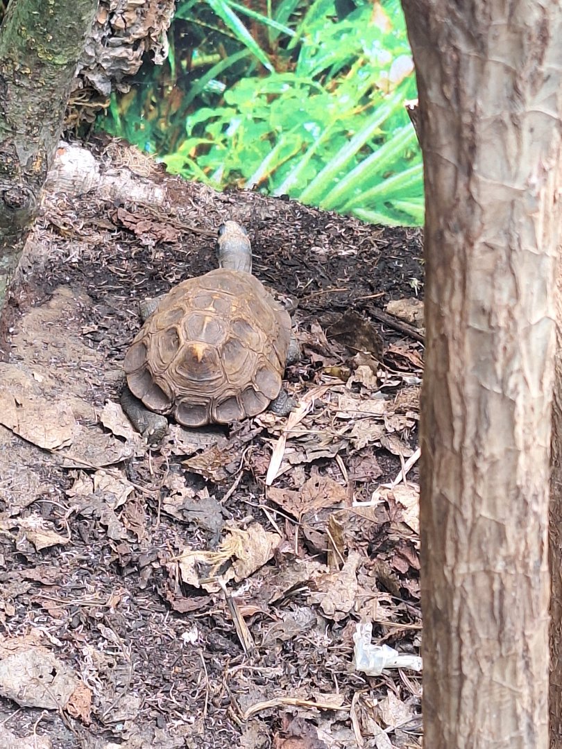 Tortoise or Turtle ID - Blackpool Zoo