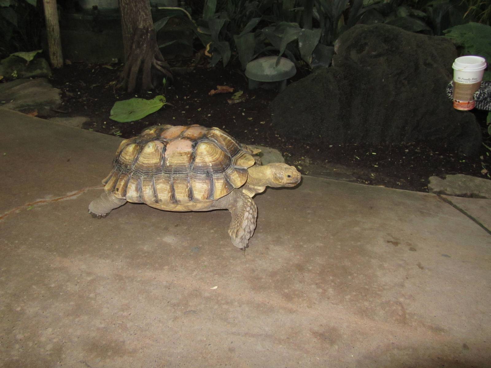 Tortoise out for a walk in the TransAlta Rainforest Dec 26