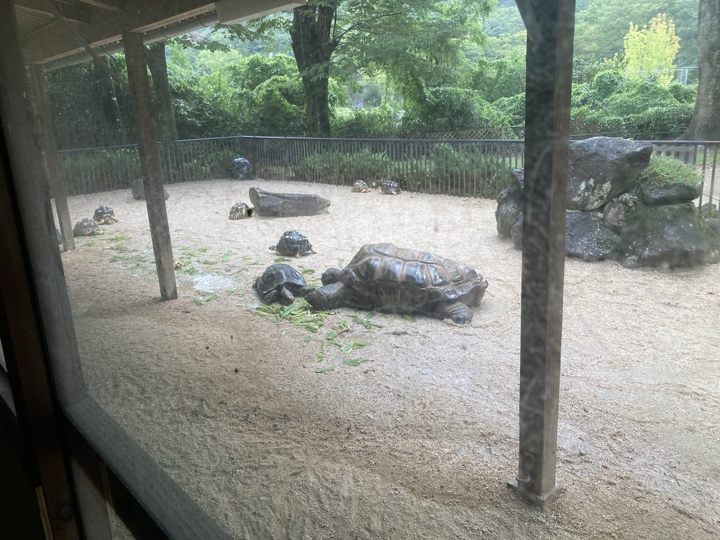 Tortoise outdoor paddock