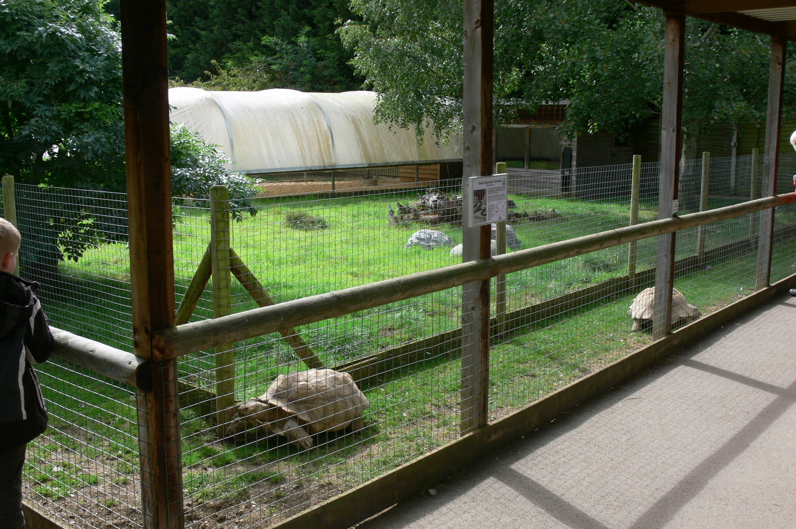 Tortoise Passage at Hamerton Zoo, 23/08/14
