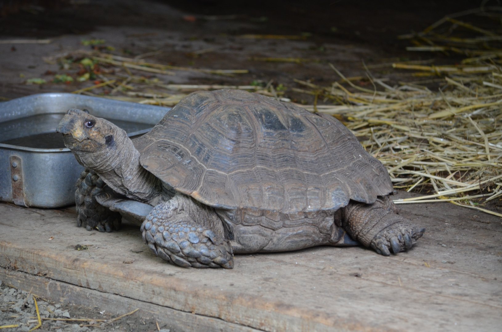 Tortoise (PLEASE ID! This is the most horrifying tortoise I've seen in my entire life and it's just.. ugly?)