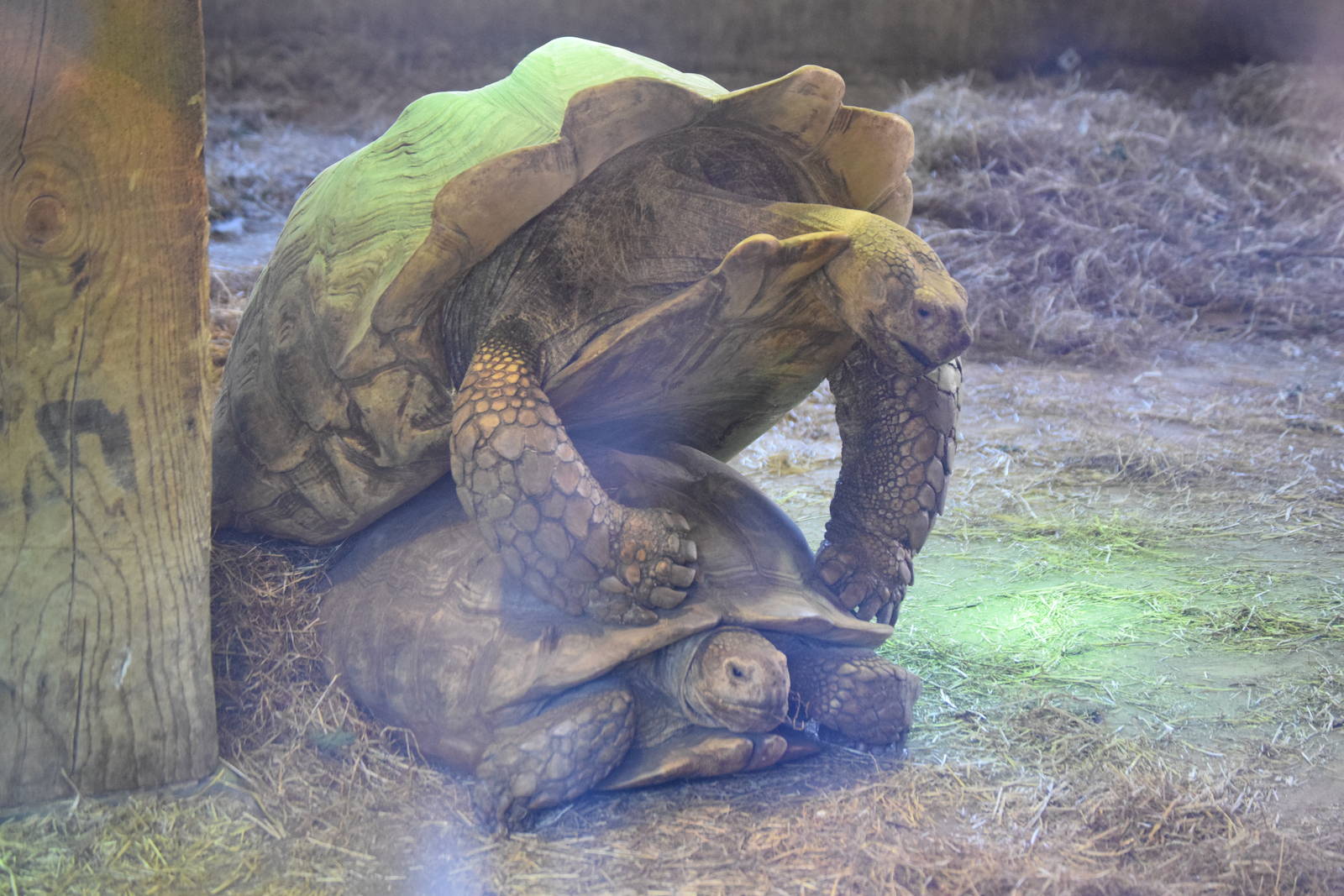 Tortoise quiet time