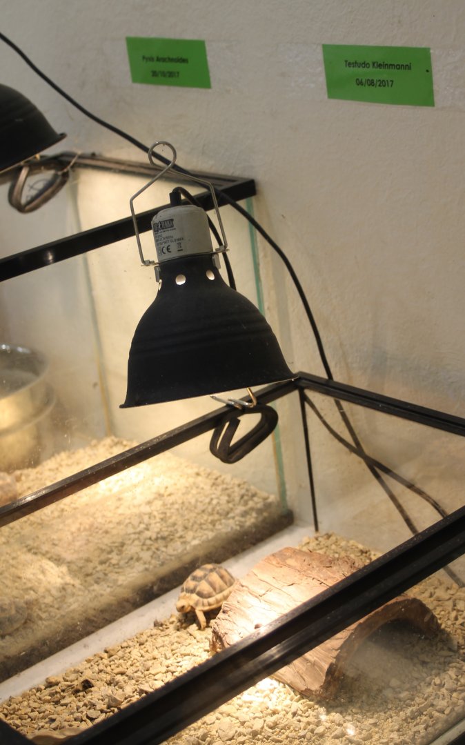 Tortoise-raising enclosures - Pyxis arachnoides and Testudo kleinmanni