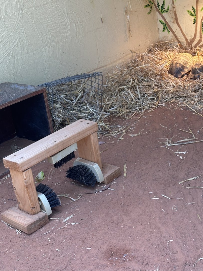Tortoise scratching station