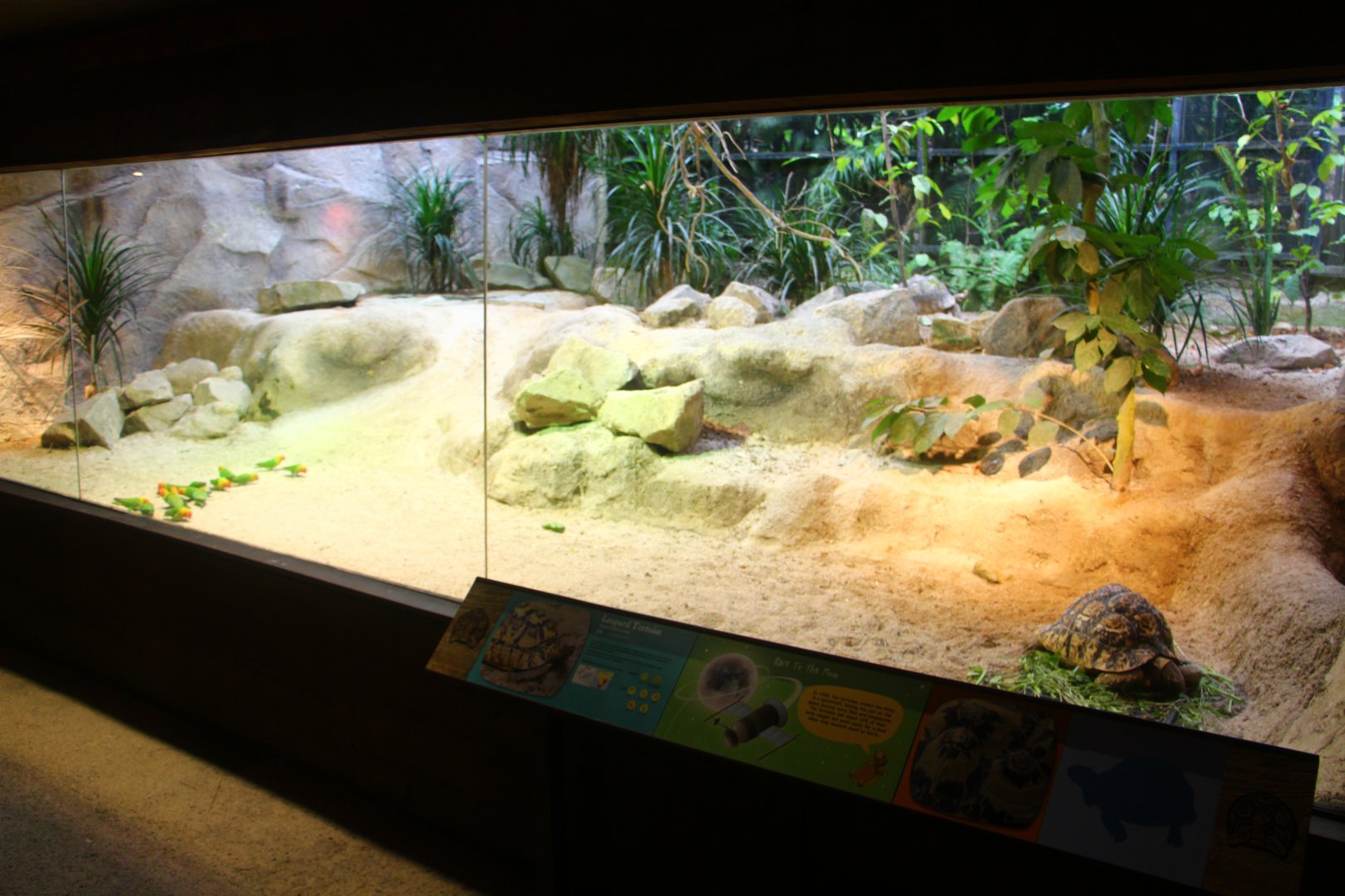 Tortoise Shell-ter - African habitat