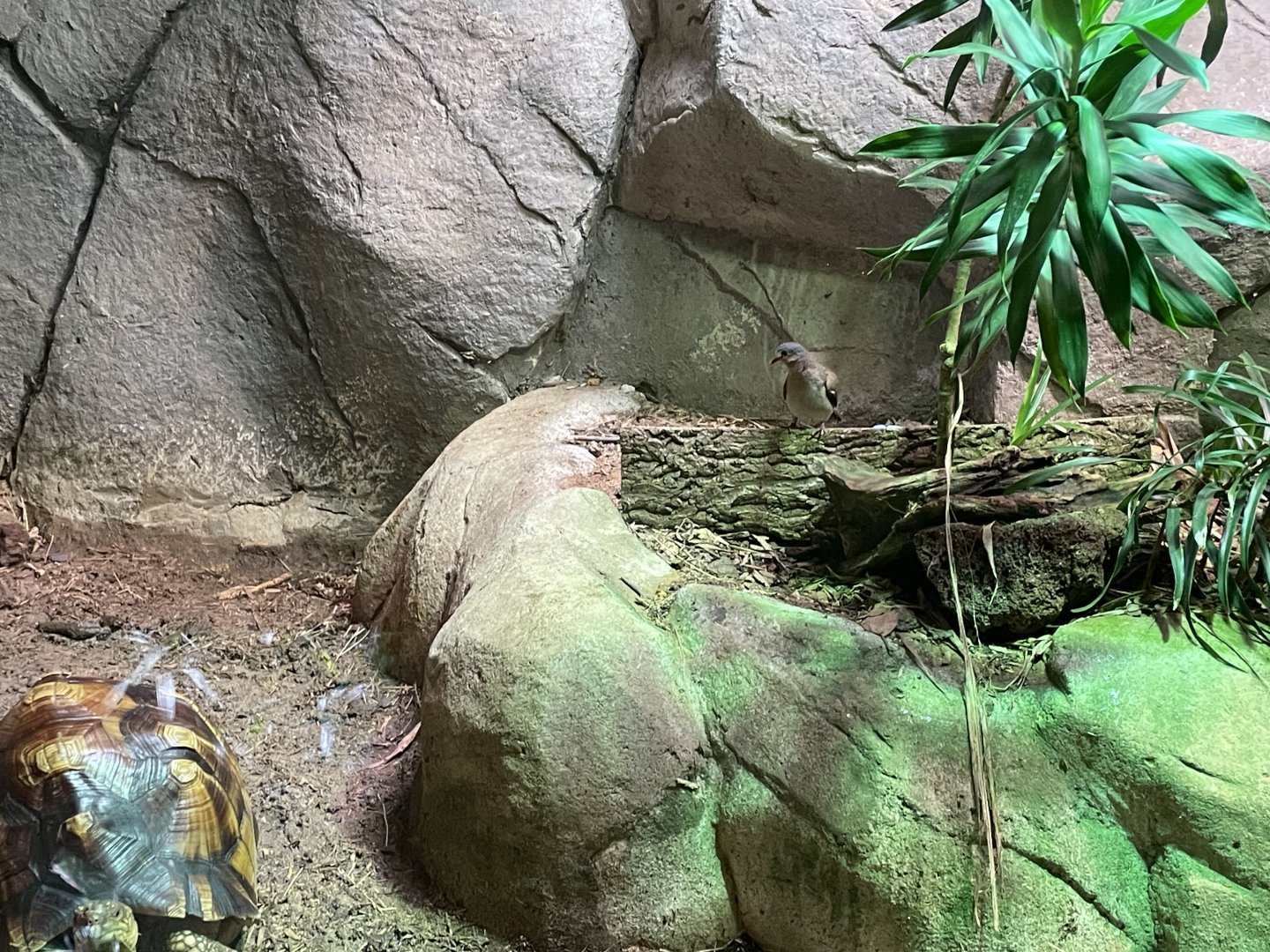Tortoise Shell-ter - Blue-spotted Wood-dove (Turtur afer)