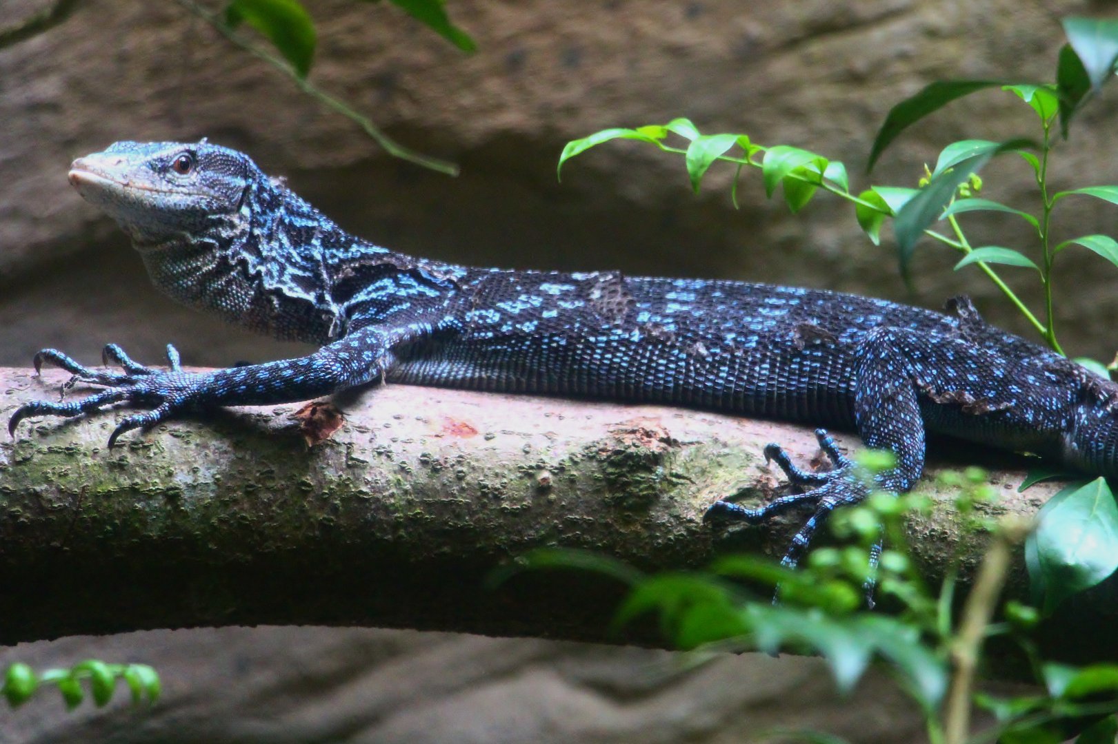 Tortoise Shell-ter - Blue Tree Monitor