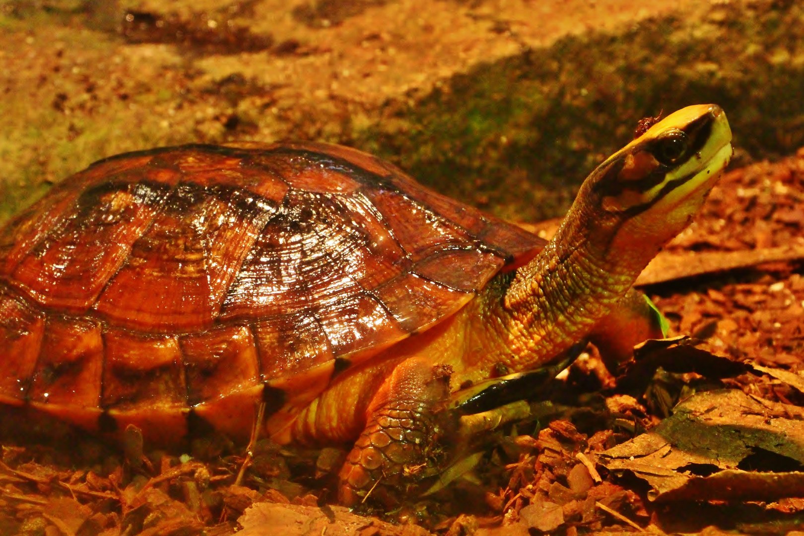 Tortoise Shell-ter - Chinese Three-striped Box Turtle (Cuora trifasciata)