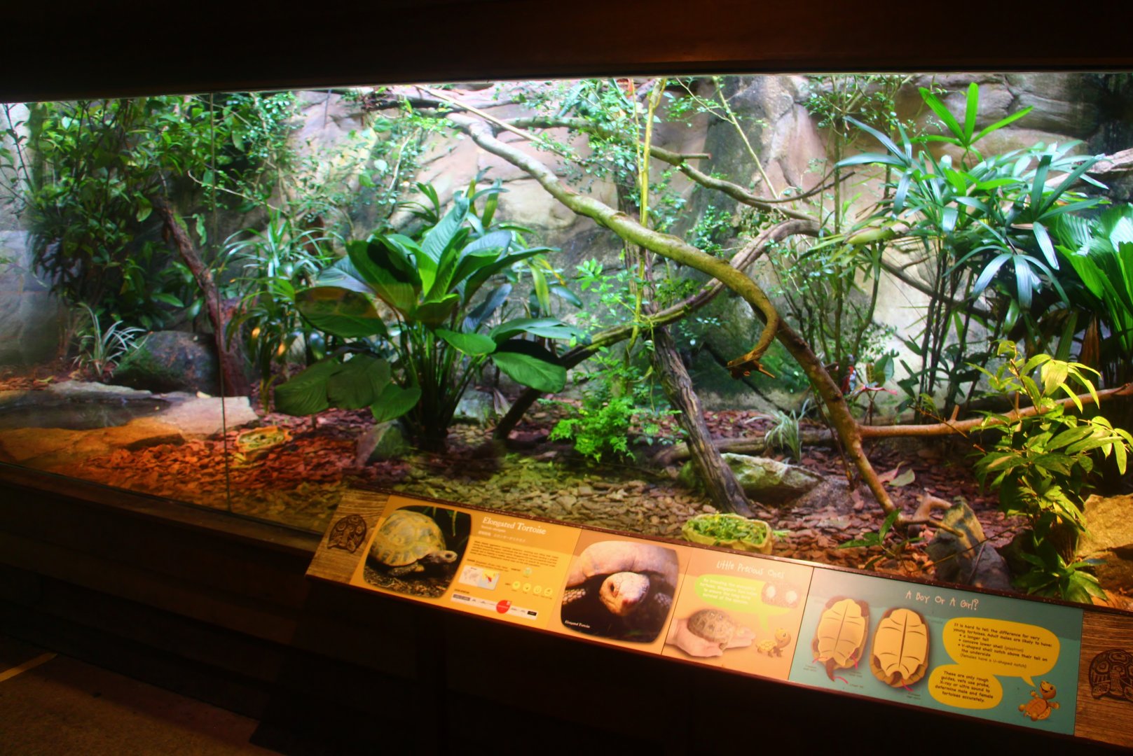 Tortoise Shell-ter - Elongated Tortoise and Blue Tree Monitor exhibit