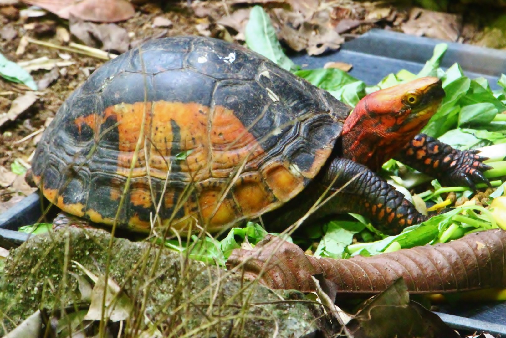 Tortoise Shell-ter - Indochinese Box Turtle (Cuora galbinifrons)