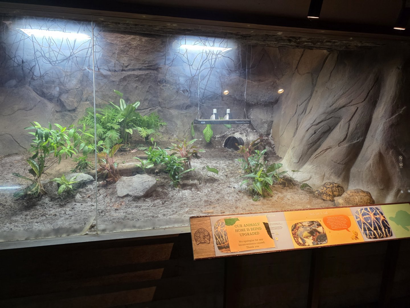 Tortoise Shell-ter (Leopard Tortoise exhibit)