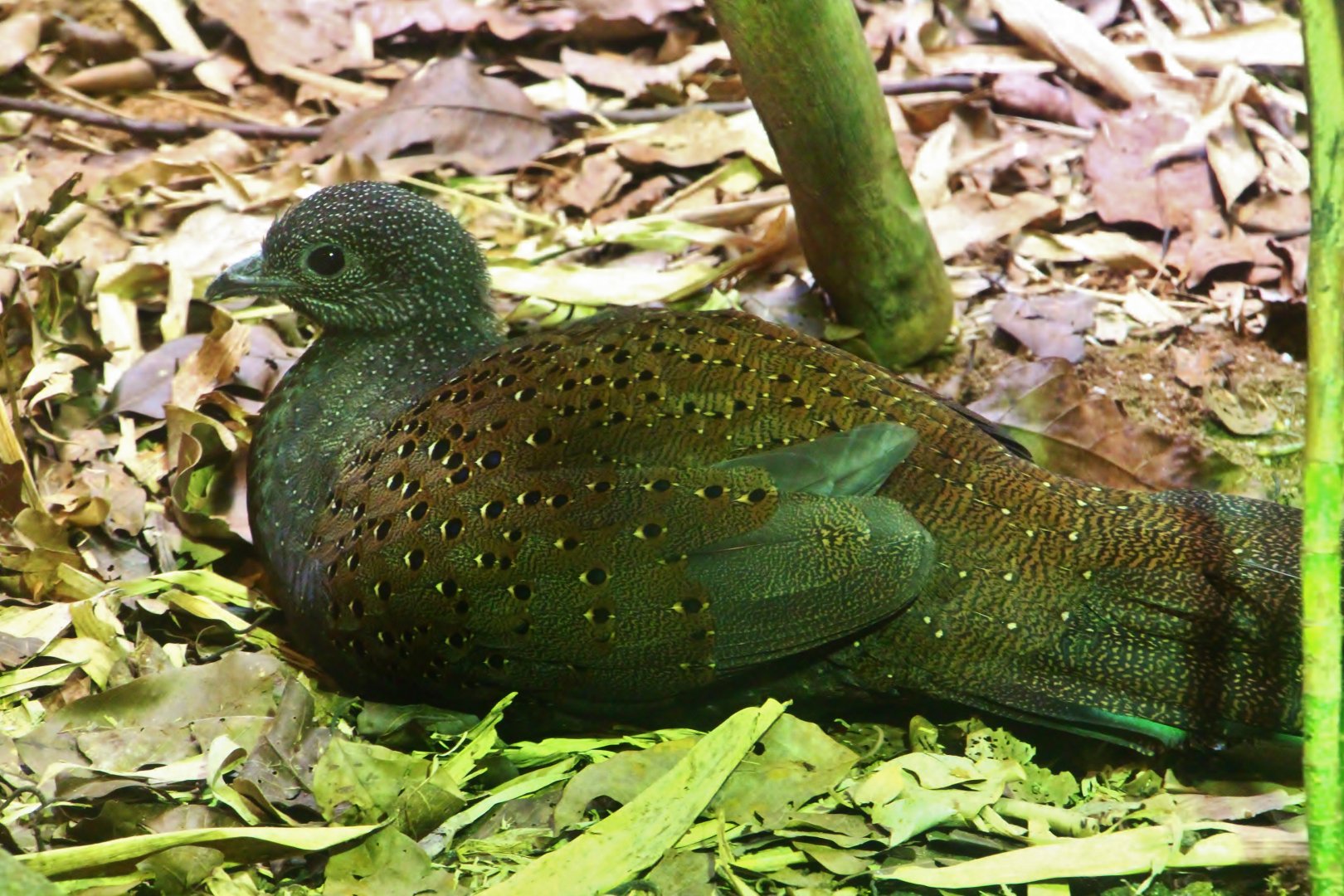 Tortoise Shell-ter - Mountain Peacock Pheasant (Polyplectron inopinatum)