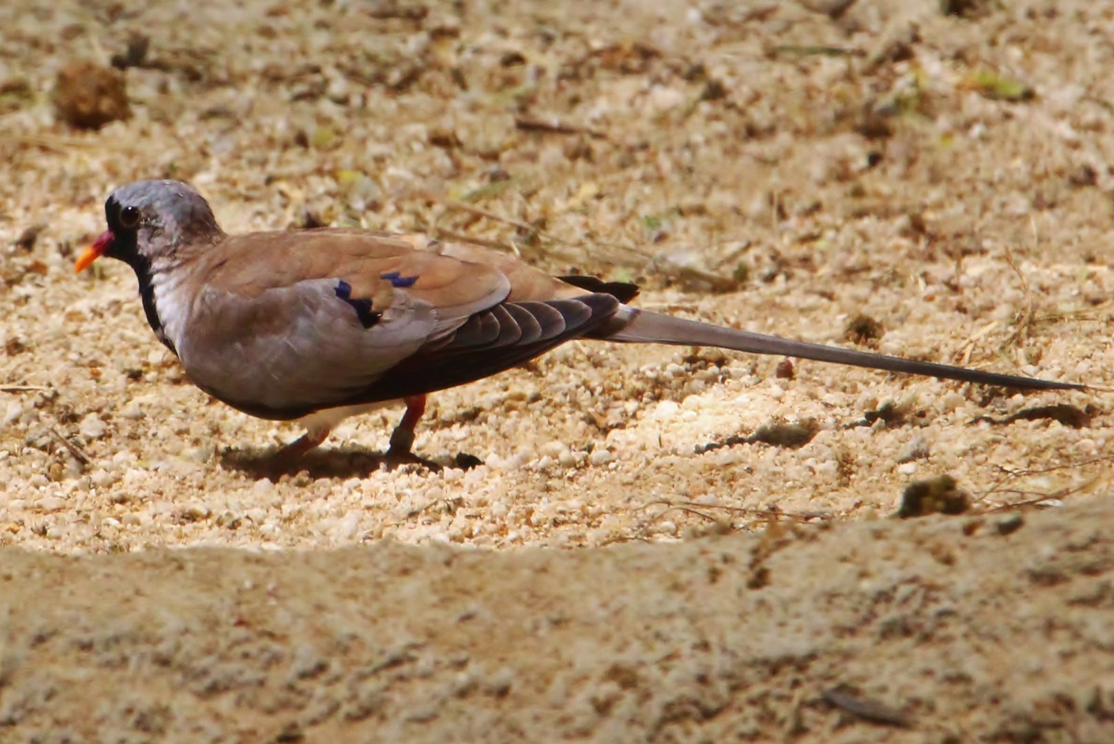 Tortoise Shell-ter - Namaqua Dove