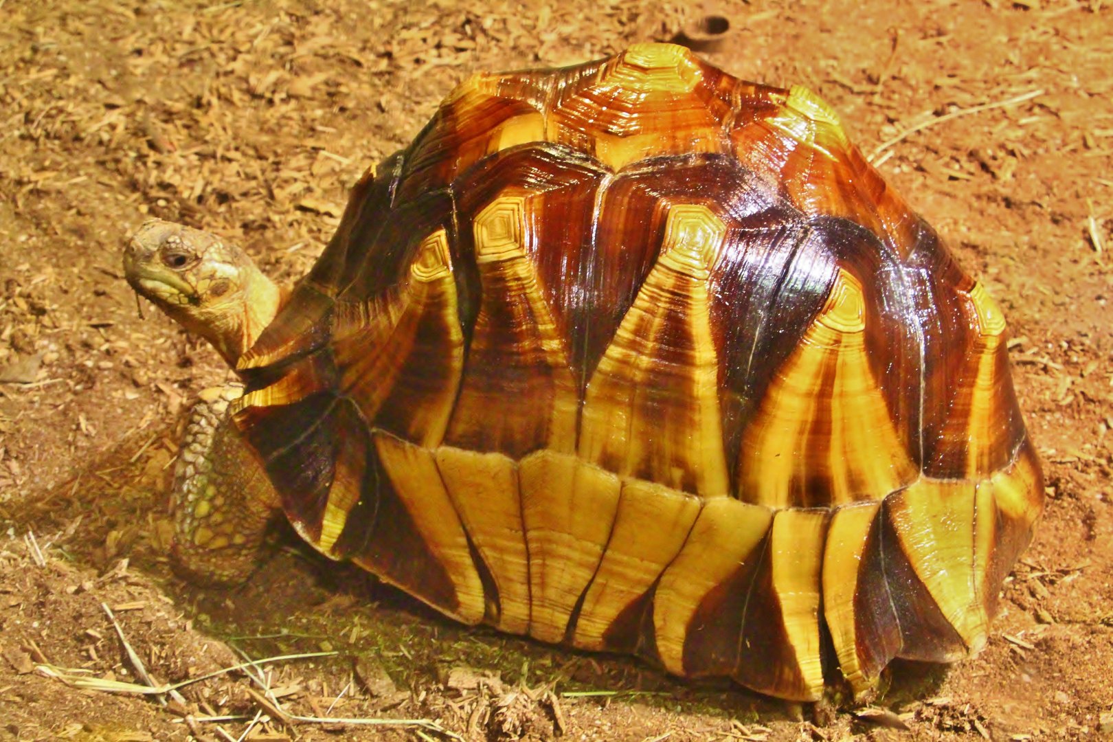 Tortoise Shell-ter - Ploughshare Tortoise