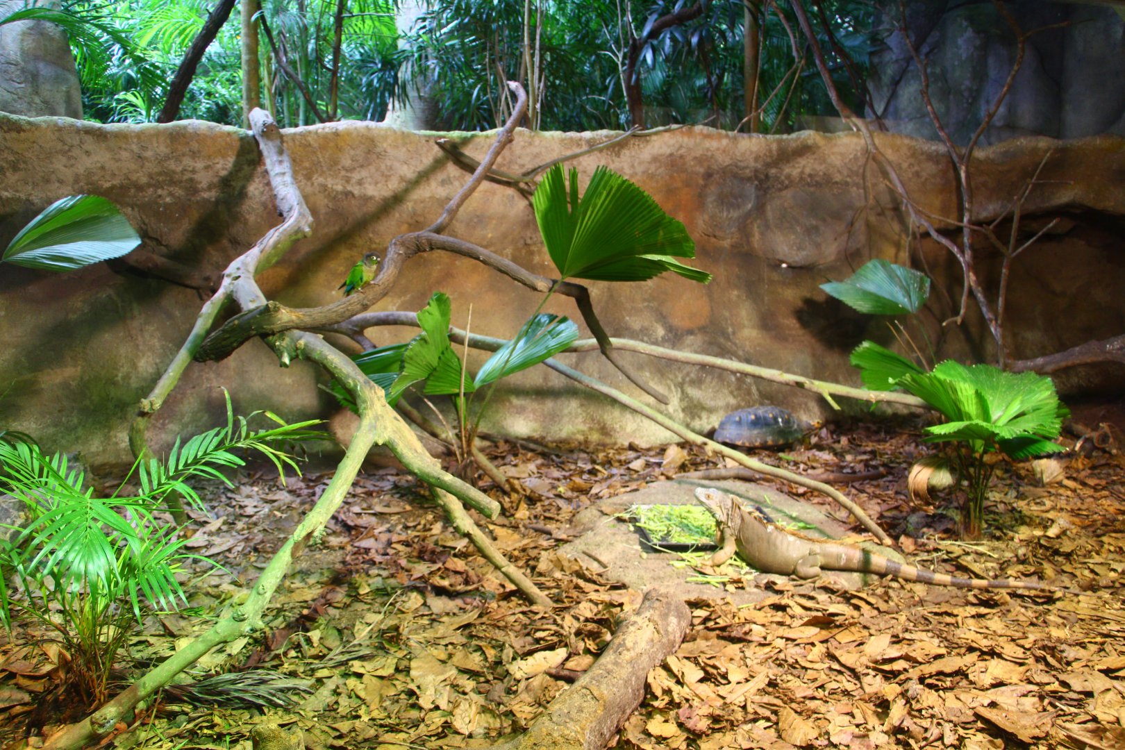 Tortoise Shell-ter - South American habitat