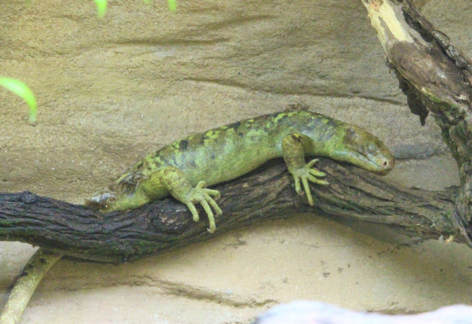 Tortoise Shell-Ter's Giant Prehensile-Tailed Skink (Corucia zebrata)