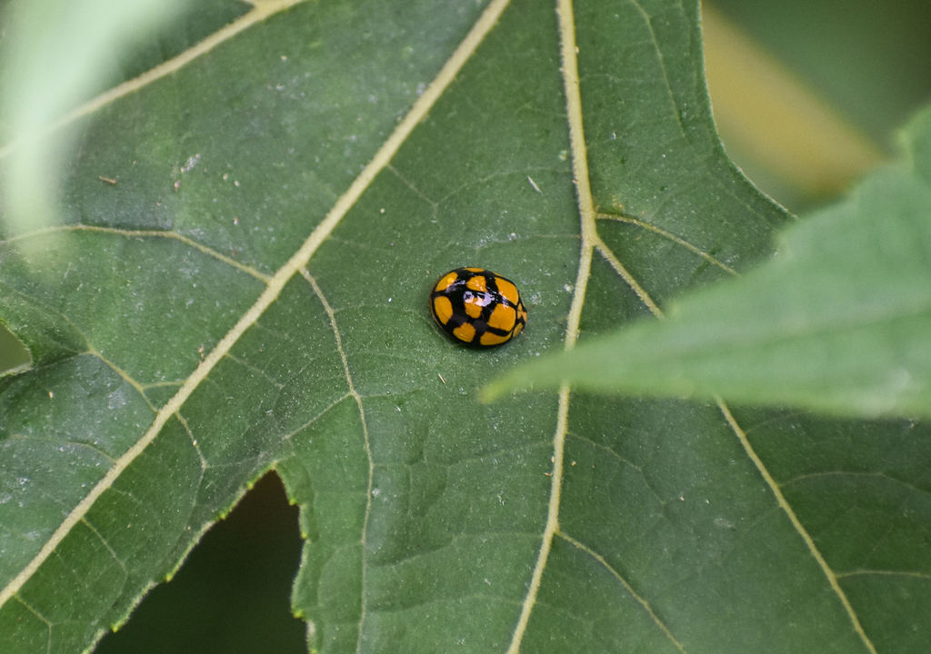 Tortoise-shelled Ladybird ,Harmonia testudinaria