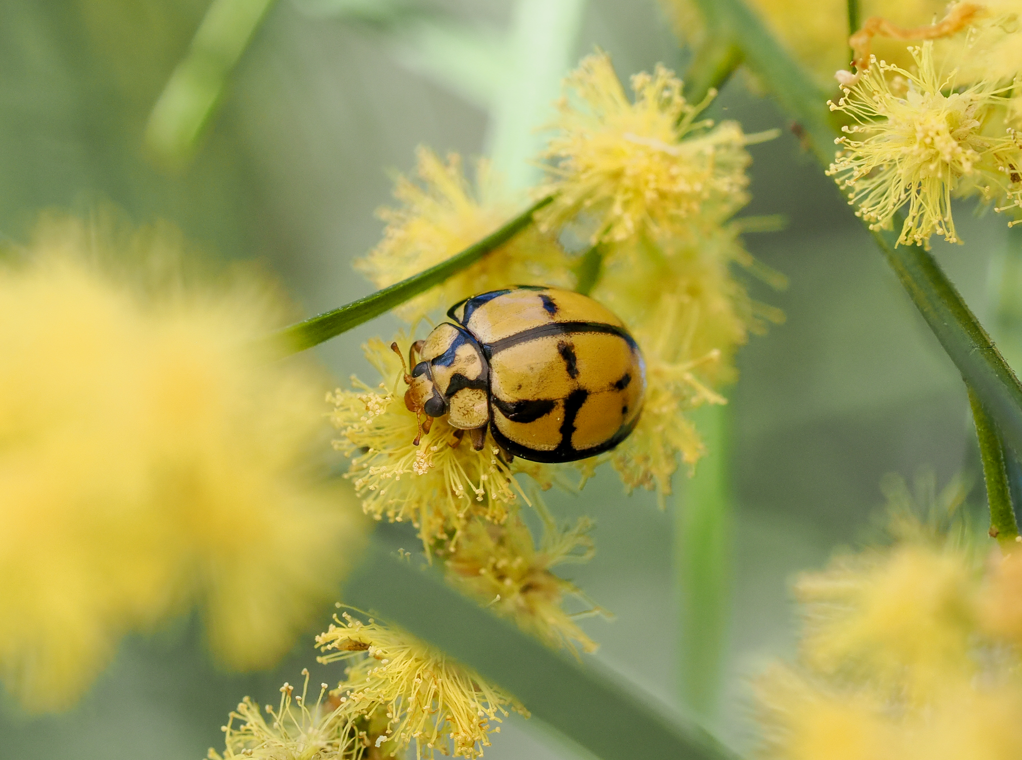 Tortoise-shelled Ladybird, Harmonia testudinaria