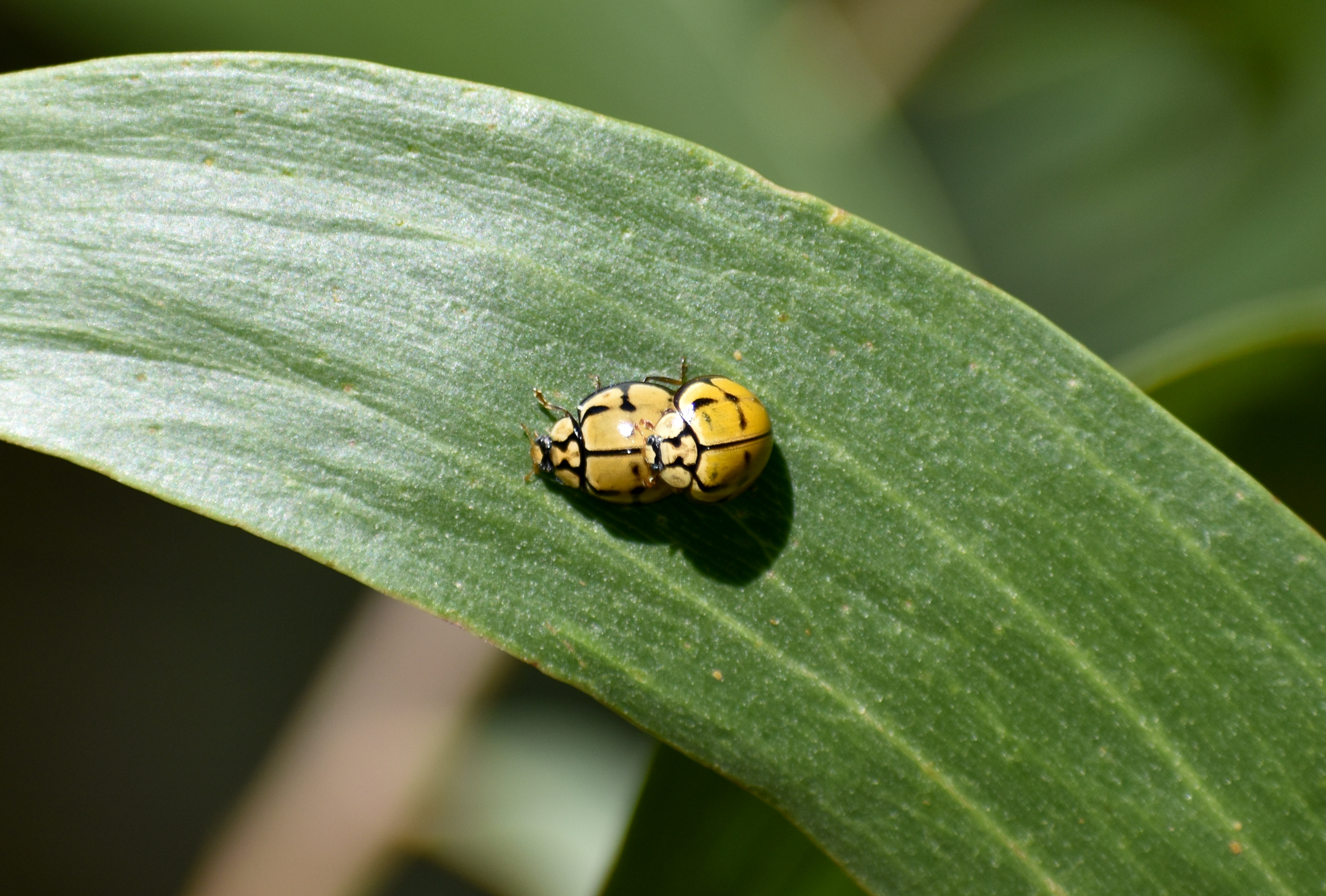 Tortoise-shelled Ladybirds