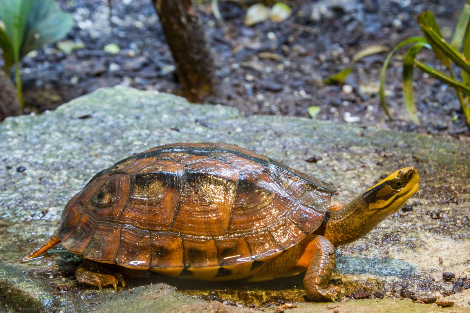 Tortoise Shelter -  The golden coin turtle (Cuora trifasciata)