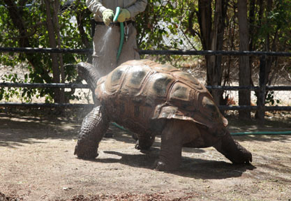 tortoise shower