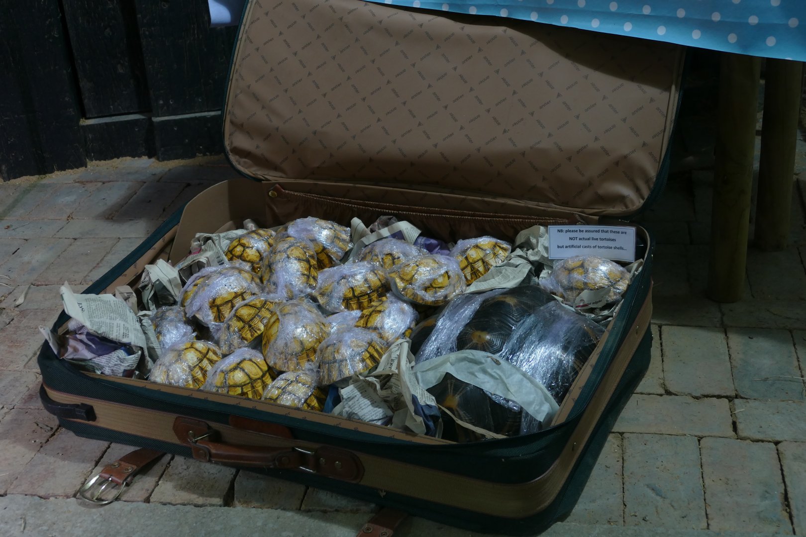 Tortoise smuggling display, June 2018