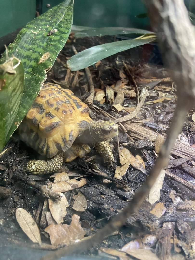 Tortoise (Sp?)