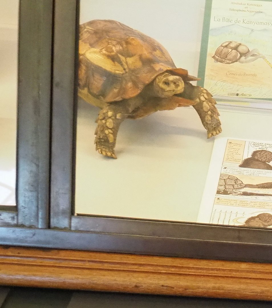 Tortoise specimen - Kinixys species? - 2021-10-20