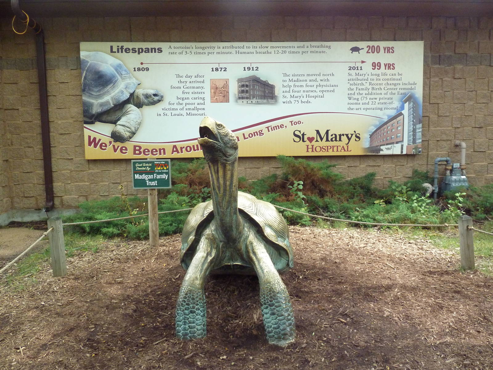 Tortoise Statue