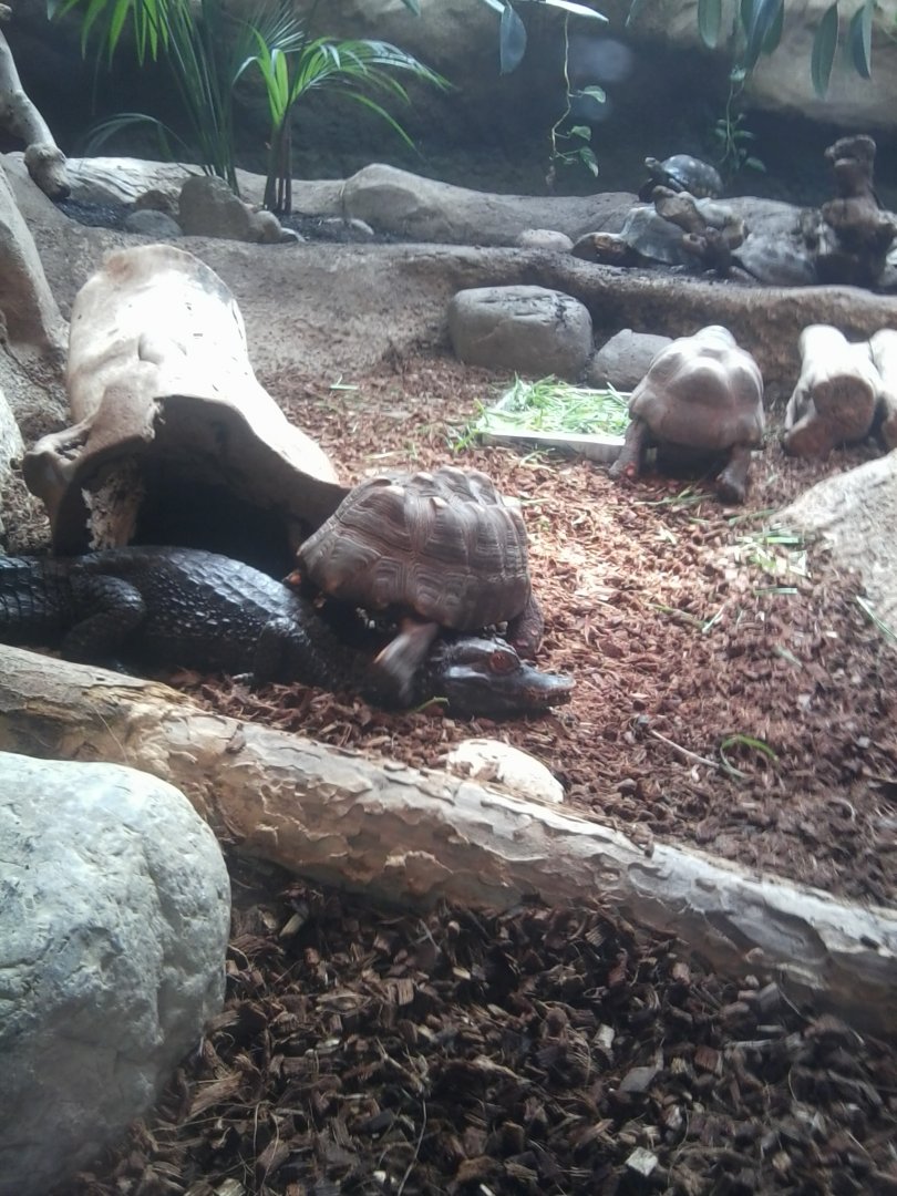 Tortoise stepping on a caiman, caiman was angry