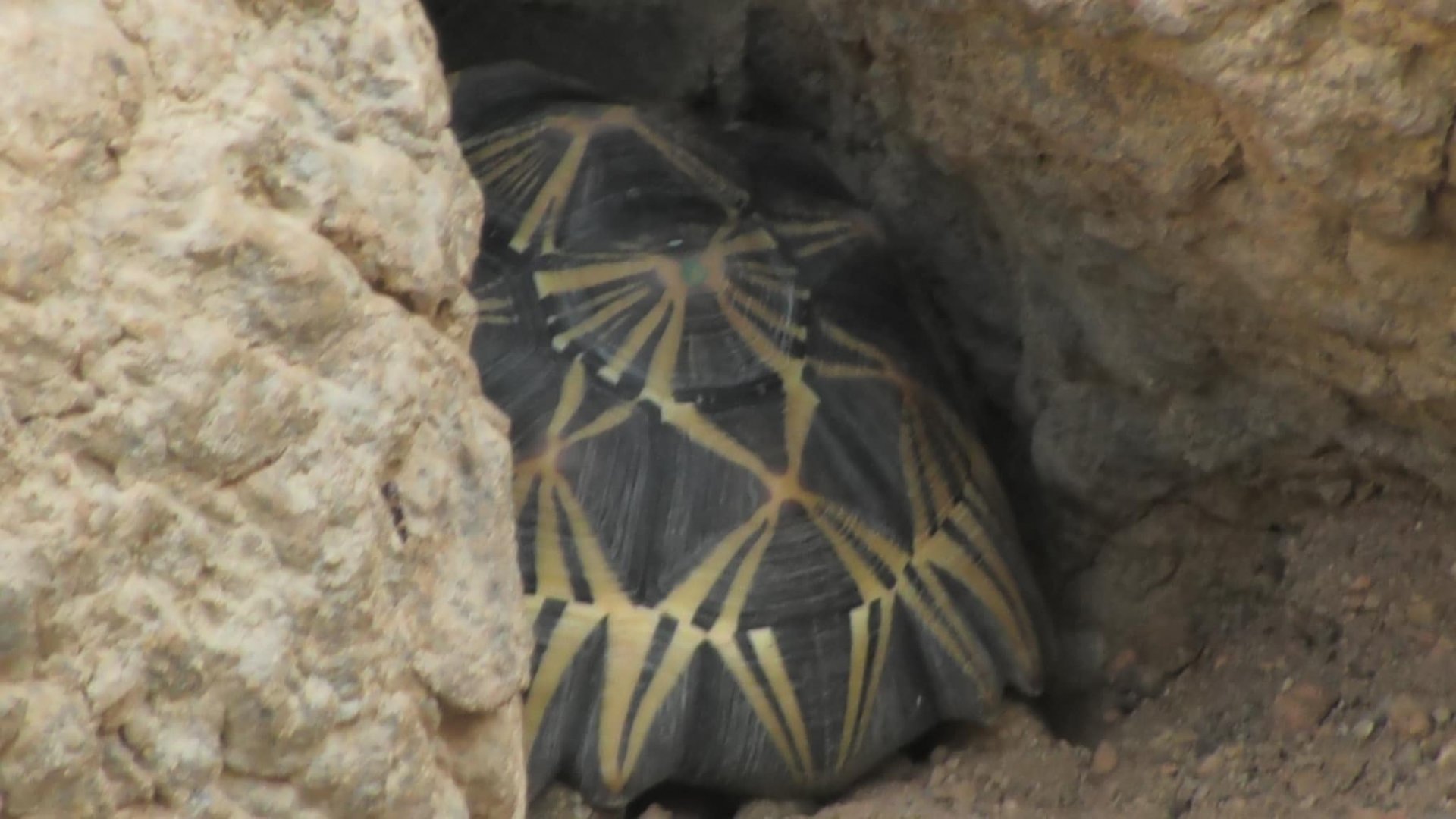 Tortoise stuck in the rock wall