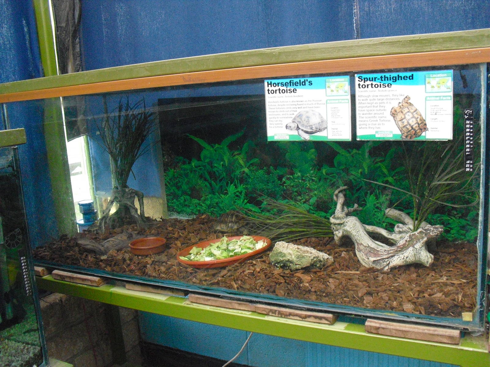 Tortoise Tank - 16/10/2011