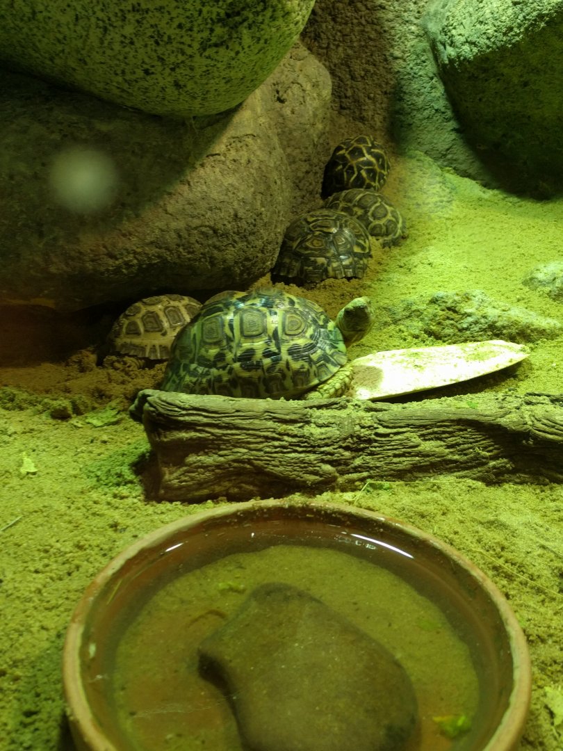 Tortoise Tank Zoo Praha 2018