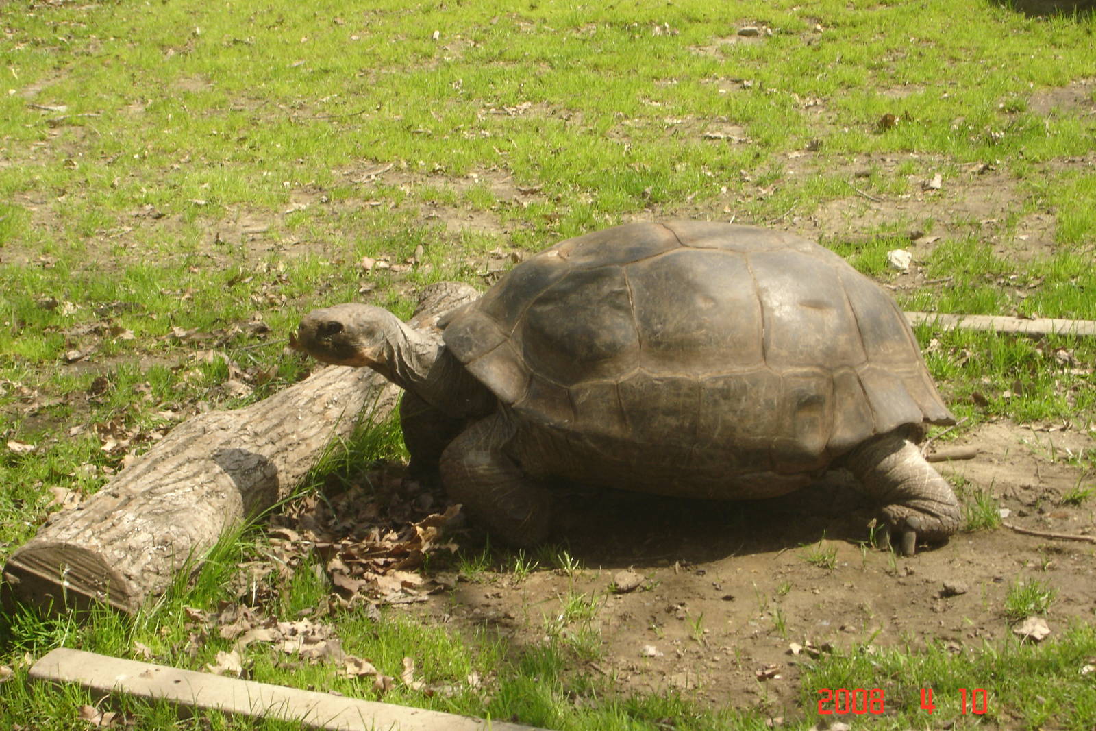 Tortoise Trail-Aldabra Giant Tortoise