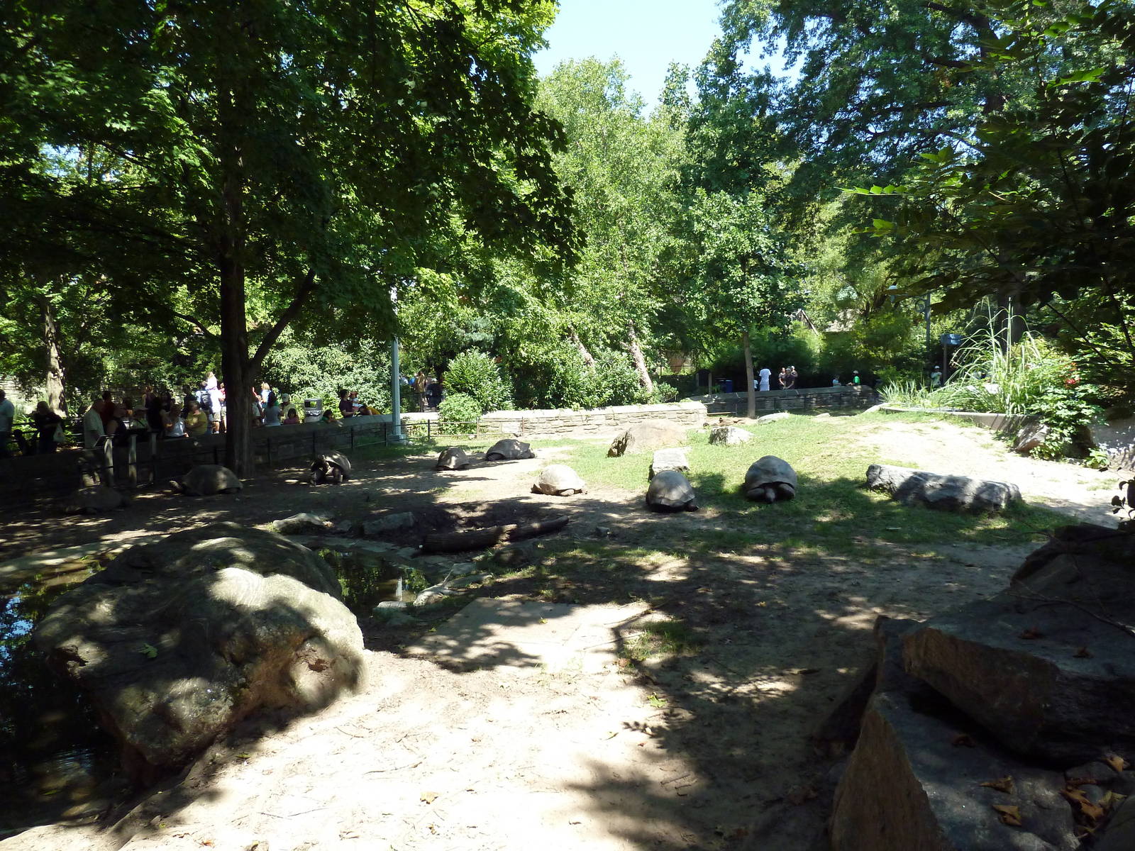 Tortoise Trail - Galapagos/Aldabra Tortoise Yard